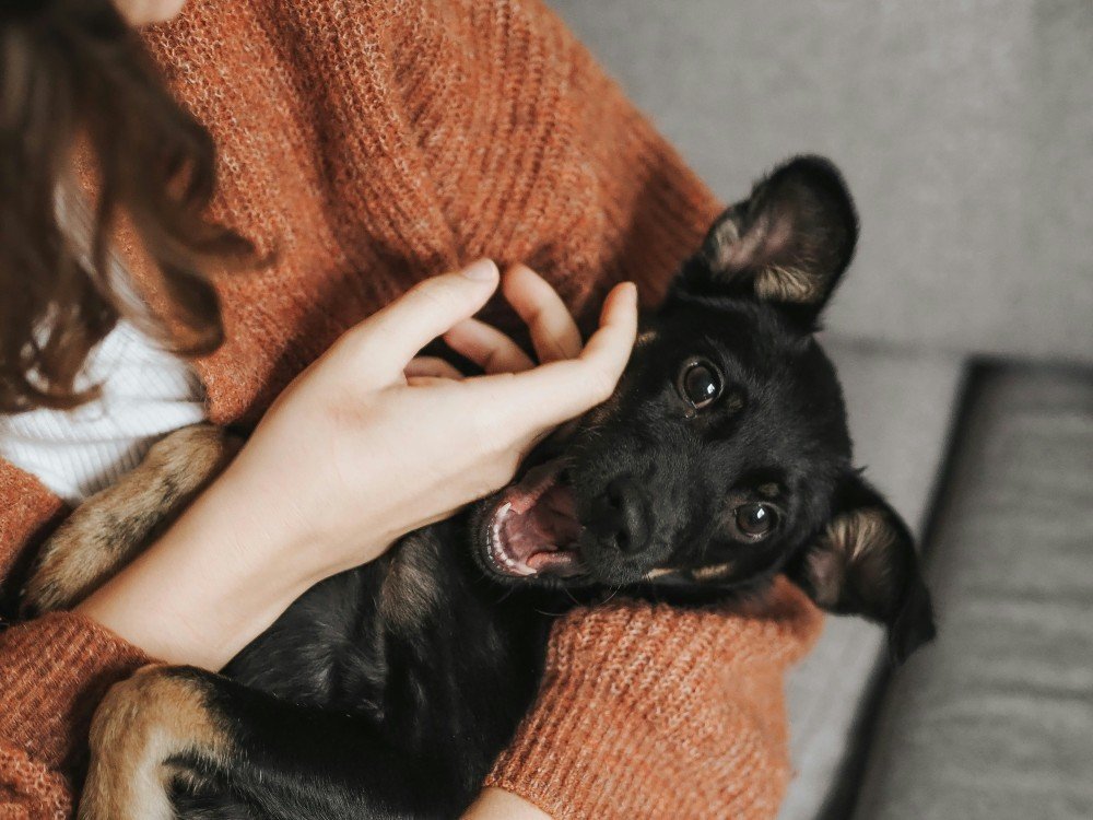 Personne câlinant son chien, complicité entre un maître et son animal