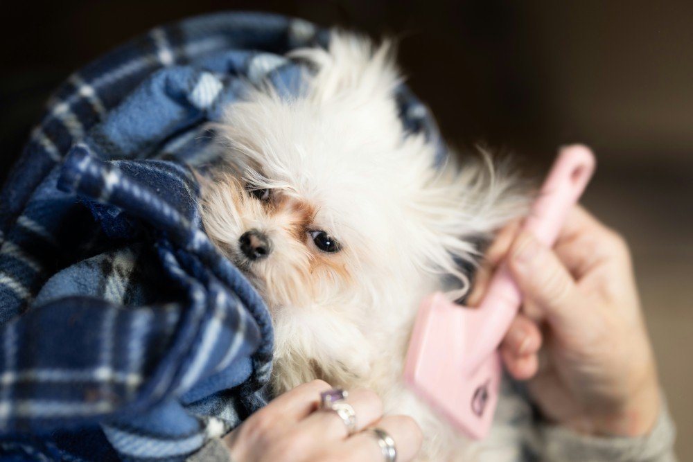 Toilettage d'un petit chien : l'un des métiers pour lesquels l'ACACED est obligatoire